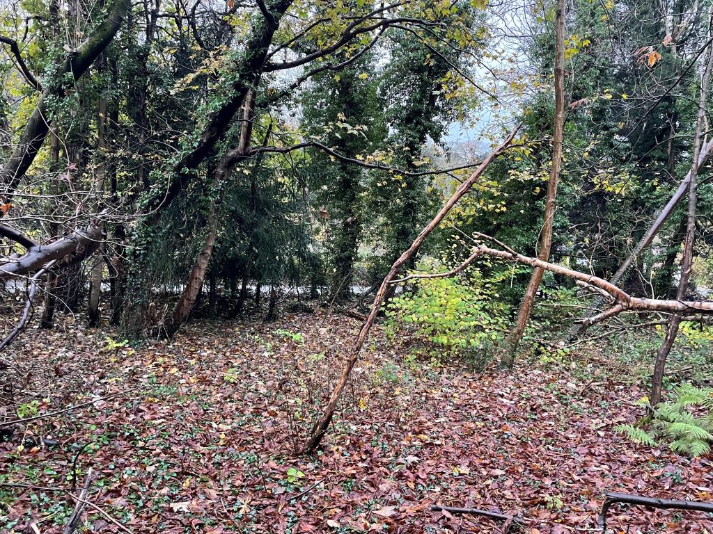 Lot: 41 - JUST OVER TWO ACRES OF WOODLAND WITH POTENTIAL - Level ground in woodland